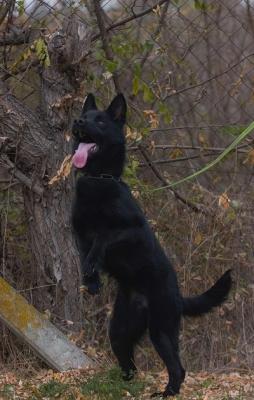 Female German shepherd