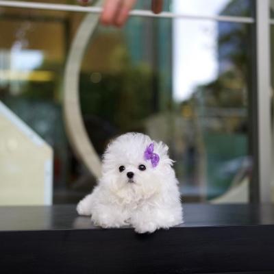  Toy Bichon Frise Puppies for sale 