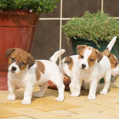   Male and Female Jack Russell Terrier Puppies  