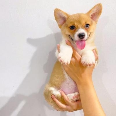   Welsh Corgi Puppies for sale   