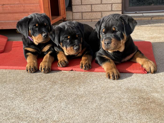  Rottweiler Puppies Available for sale   