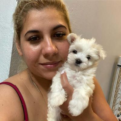  Maltese Puppies for sale   