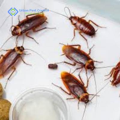 Cockroach Control Services in Gurgaon - Faridabad Other