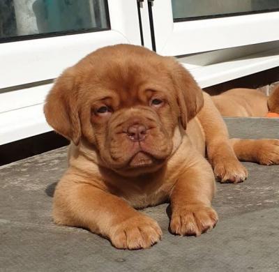  Dogue De Bordeaux Puppies for sale ( French Mastiff )