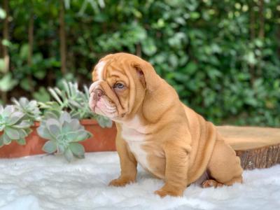   English Bulldog Puppies for Sale   