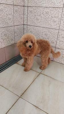 Red poodle male puppy