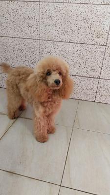 Red poodle male puppy - Vienna Dogs, Puppies