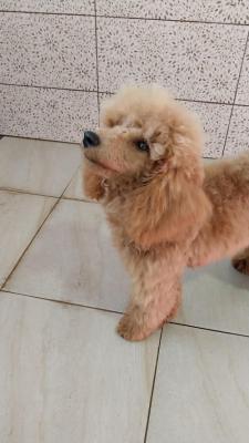 Red poodle male puppy - Vienna Dogs, Puppies