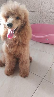 Red poodle male puppy - Vienna Dogs, Puppies