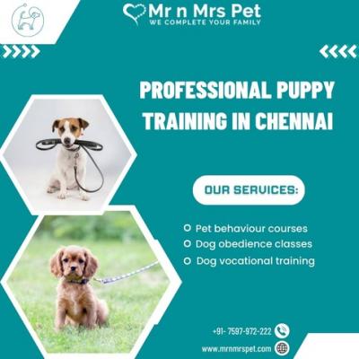 Are You Looking For Puppy Training in Chennai