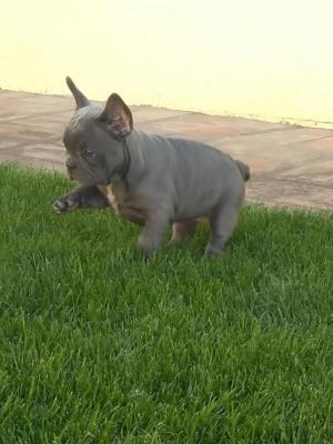 French bulldog - Vienna Dogs, Puppies