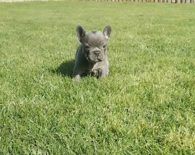 French bulldog - Vienna Dogs, Puppies