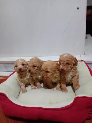 Maltipoo puppies