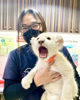    Lion Cubs for sale