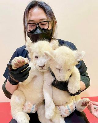    Lion Cubs for sale - Linz Other