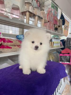  Pomeranian puppies available for sale 