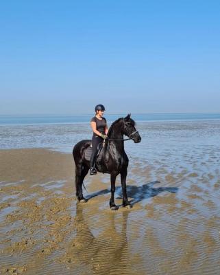  5 year old dream Friesian Horse for sale 