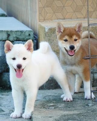   Shiba Inu Puppies for sale   