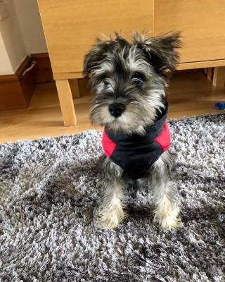  Miniature Schnauzer puppies for sale   