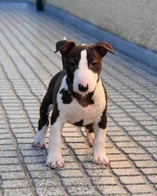  Miniature English bull terrier Puppies  