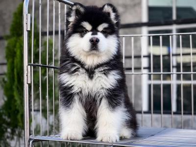  Alaskan Malamute Puppies Available  