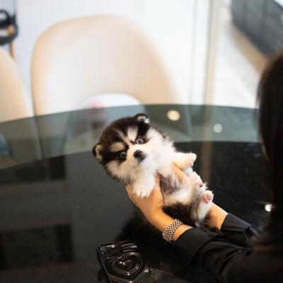  Pomsky Puppies Available  - Linz Dogs, Puppies