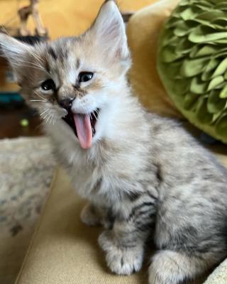   Stunning Pixie-bob Kitten For Re-homing.   