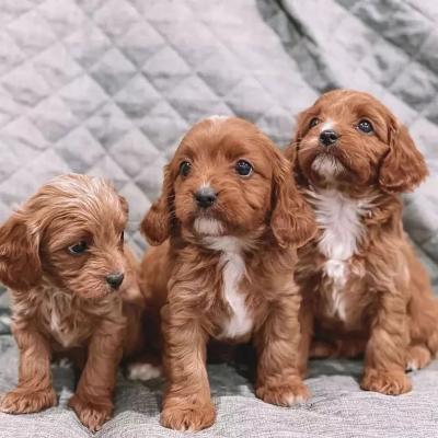  Amazing Cavapoo Puppies For Adoption  