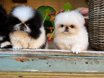   Adorable purebred Pekingese Puppies Available   