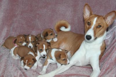  Male and Female Basenji puppies  