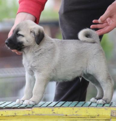  Kangal Dogs and Puppies for sale 