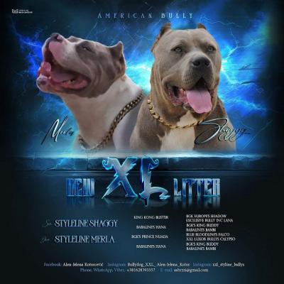 American bully xl  