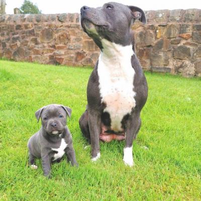  Staffordshire Bull Terrier Puppies For Sale