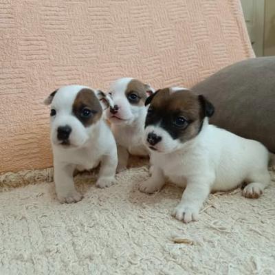 Jack Russell Terrier - Vienna Dogs, Puppies