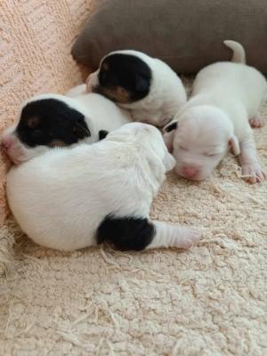 Jack Russell Terrier - Vienna Dogs, Puppies