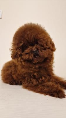 Red toy poodle-Puppies - Vienna Dogs, Puppies