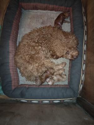 Red toy poodle-Puppies - Vienna Dogs, Puppies