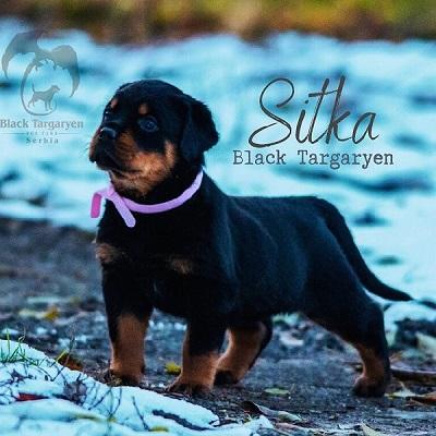 Rottweiler puppies for sale