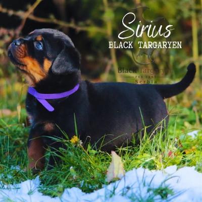 Rottweiler-Welpen zu verkaufen - Zurich Dogs, Puppies