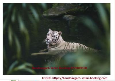 bandhavgarh safari booking online - Other Other