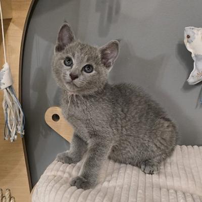 Russian Blue kittens - Antwerp Cats, Kittens