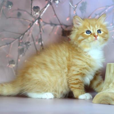 Siberian kittens - Antwerp Cats, Kittens