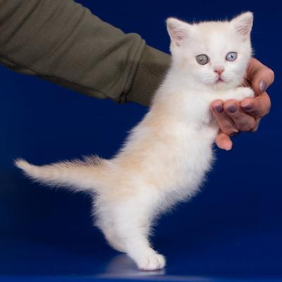 munchkin kittens - Antwerp Cats, Kittens