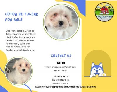 Coton de Tulear Puppies for Sale – Your Perfect Companion Awaits!