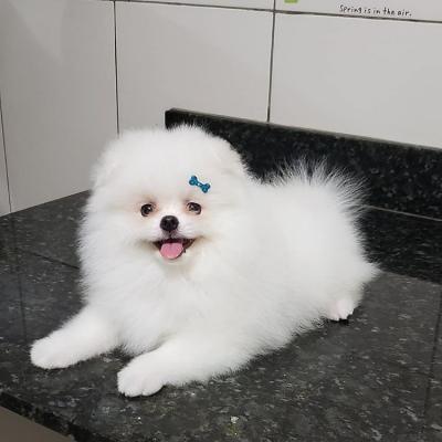 Pomeranian puppies - Leipzig Dogs, Puppies