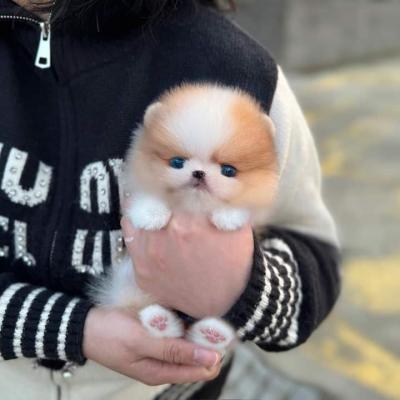 Teacup Pomeranian Puppies +17865294214 - London Dogs, Puppies