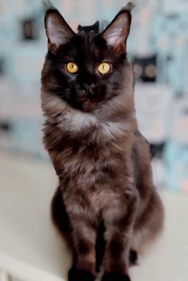 Main Coon Breeders - Other Cats, Kittens