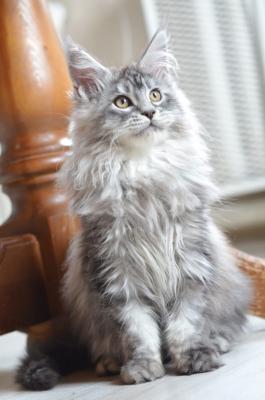 Main Coon Breeders - Other Cats, Kittens