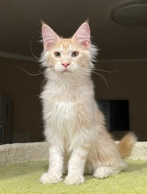 Main Coon Breeders - Other Cats, Kittens