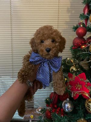 Red miniature poodles - Vienna Dogs, Puppies